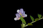 Louisiana vetch